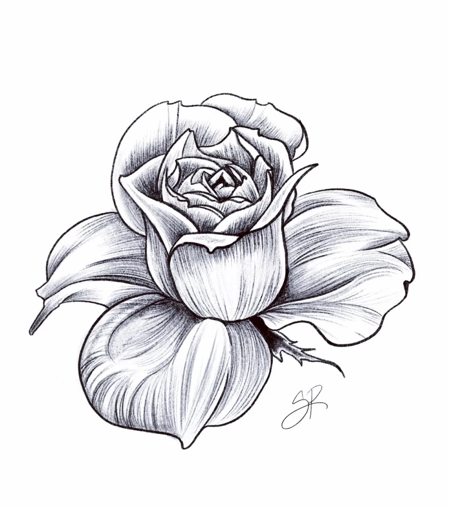 Rose-illustrative-